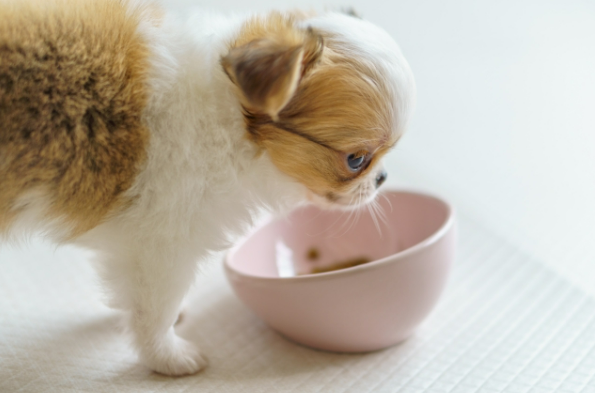 ウェットフードの選び方