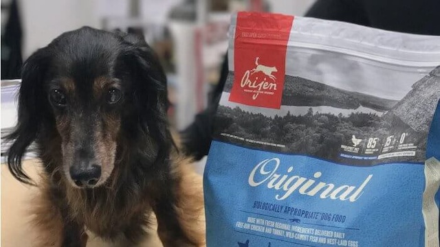 オリジンドッグフードとダックスフンド