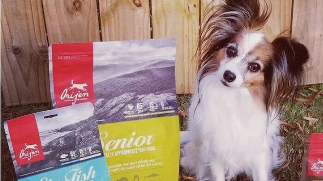 オリジンドッグフードとパピヨン
