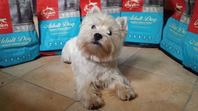 オリジンドッグフードと犬