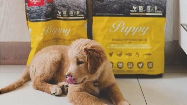 オリジンドッグフードと舌を出す犬