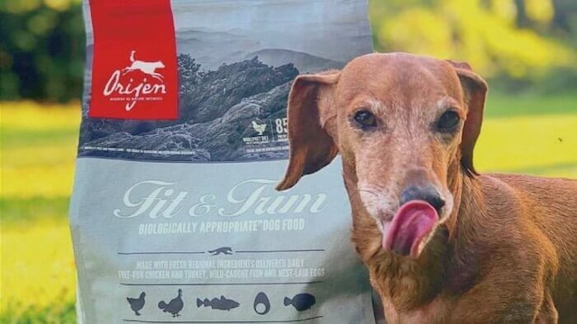 オリジンドッグフードと茶色い犬