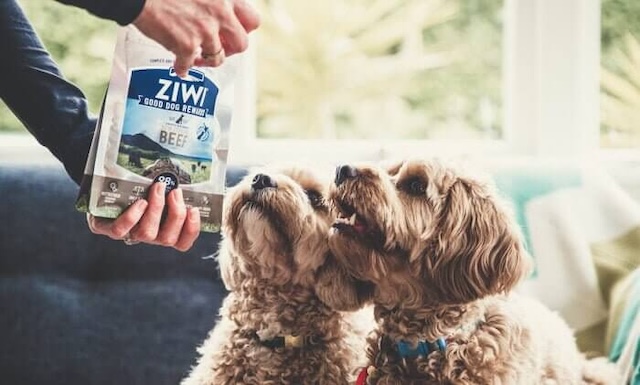 ジウィピークドッグフードを欲しがる犬