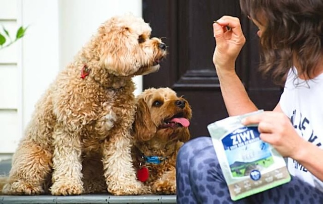 ジウィピークドッグフードを犬に与えようとする飼い主さん