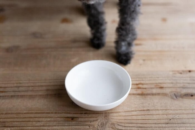 ファインペッツドッグフードを完食した犬