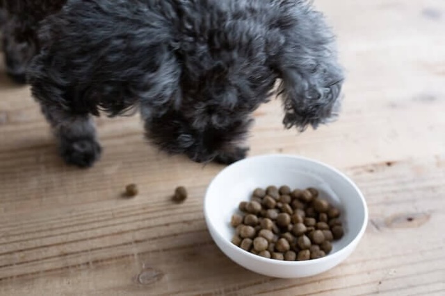 ファインペッツ極の粒を落とす犬