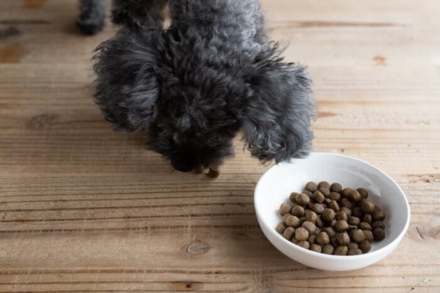 ファインペッツ極の落ちた粒を食べる犬