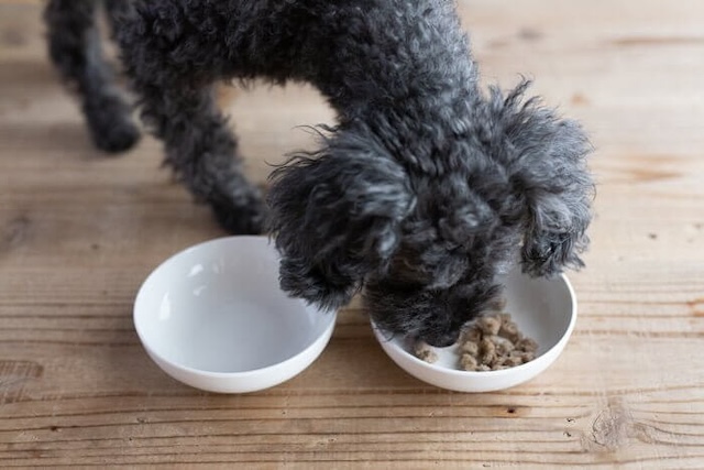 ヴィジョンズドッグフードのふやかしたフードを食べる犬
