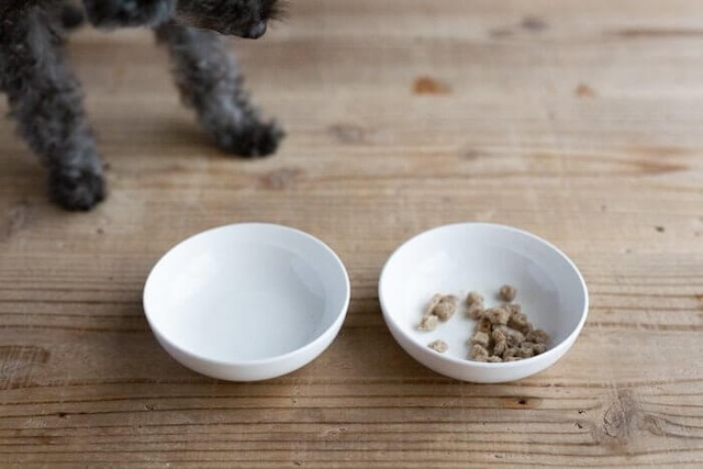 ヴィジョンズドッグフードのカリカリのフードを完食した犬