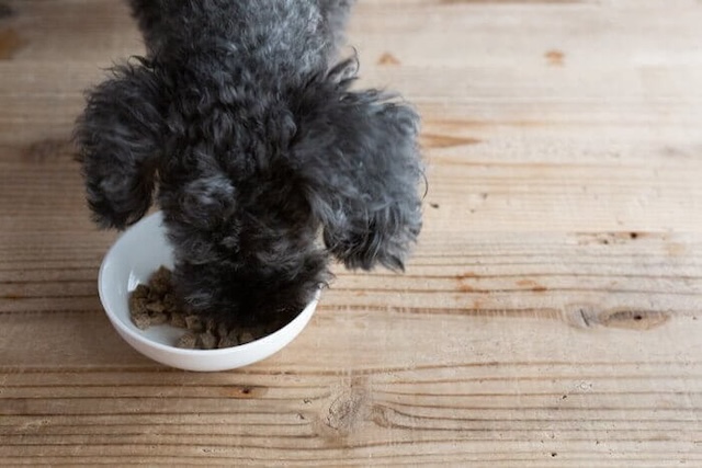 ヴィジョンズドッグフードを食べている犬