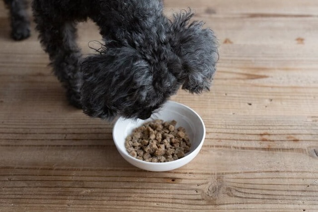 ヴィジョンズドッグフードを食べる犬