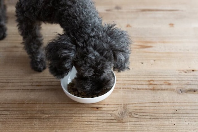 ヴィジョンズドッグフードを食べ続ける犬