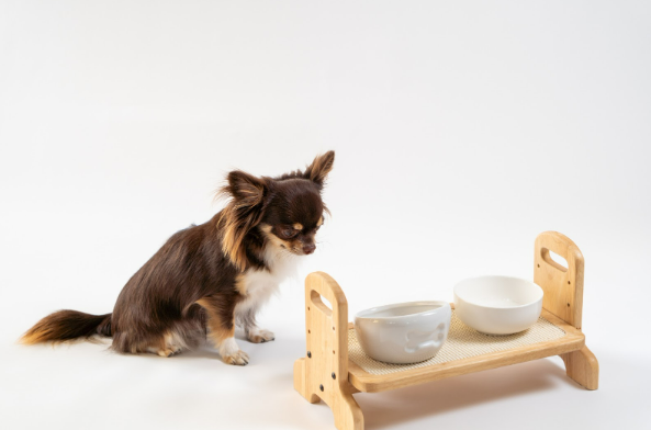 犬のウェットフードとは