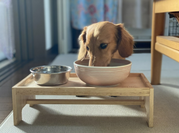 犬のウェットフードの種類