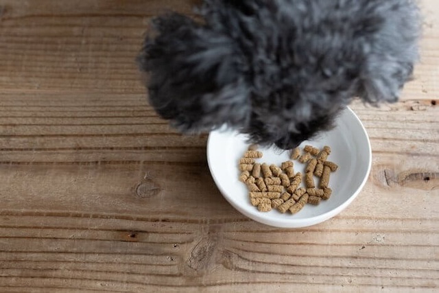 犬心元気キープを食べている犬