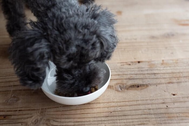犬心元気キープを食べ続ける犬
