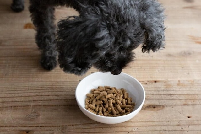 犬心～消化器ケアに近づく犬