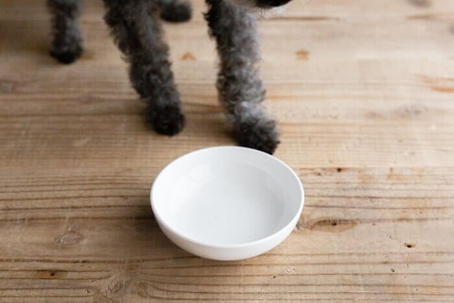 犬心～消化器ケアを完食した犬