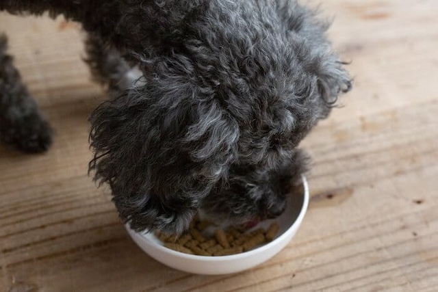 犬心～消化器ケアを食べ始める犬