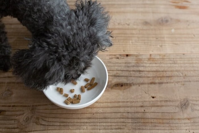 犬心(消化器ケア)の口コミ評判・効果を実際にお試しして検証｜胃腸の