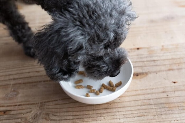 犬心～糖＆脂コントロールを完食しそうな犬