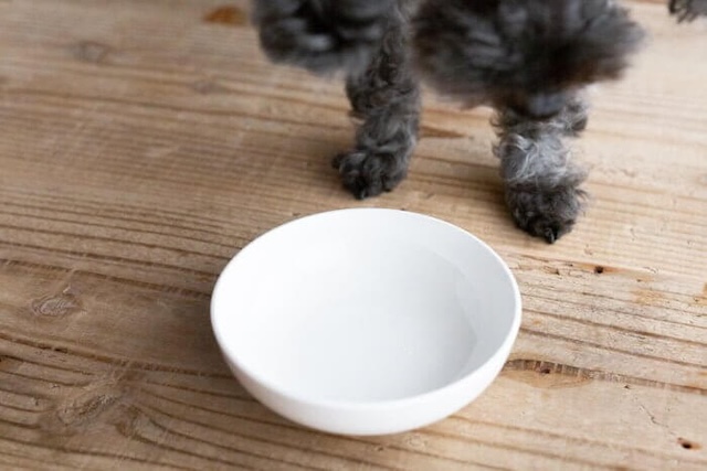 犬心～糖＆脂コントロールを完食した犬