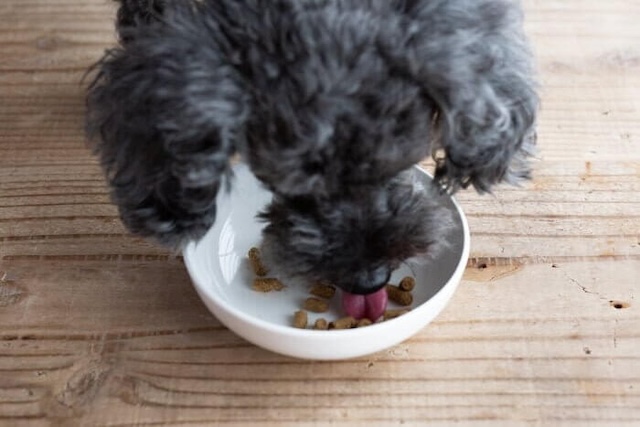 犬心～糖＆脂コントロールを食べている犬