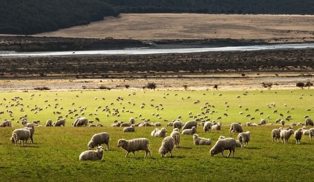 草原にいる羊たち