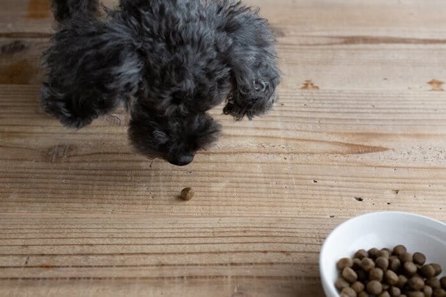 落ちた粒を見つけた犬