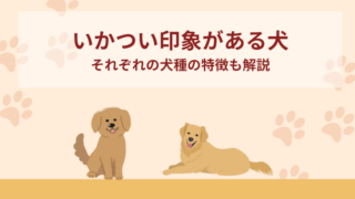 いかつい印象がある犬12選！それぞれの特徴も