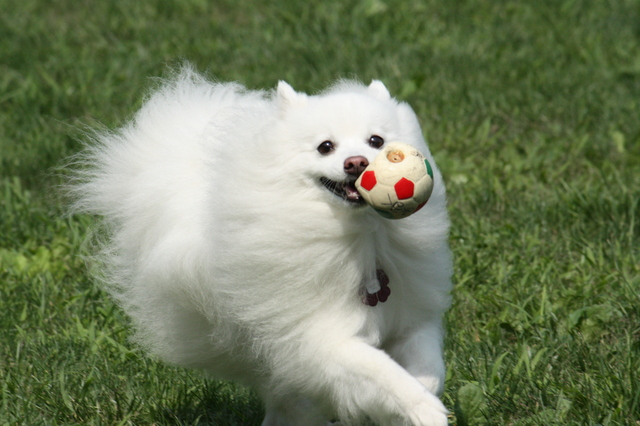 おもちゃのボールを持ってくる犬