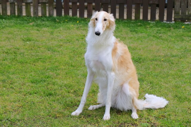 お座りするボルゾイ