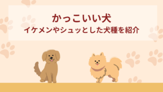 かっこいい犬15選！イケメンすぎる・シュッとした犬など