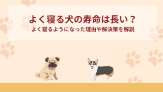 よく寝る犬の寿命は長い？よく寝るようになった理由や解決策を解説