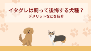 イタグレは飼って後悔する犬種？飼いにくいの？デメリットは？
