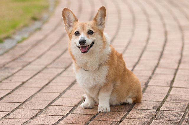 ウェルシュ・コーギー
