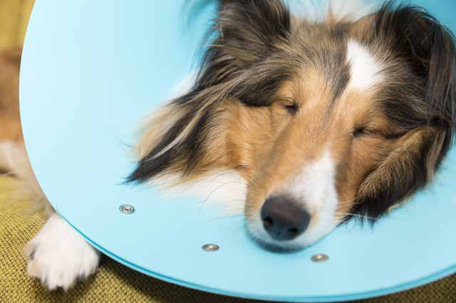 エリザベスカラーをつけるシェルティー