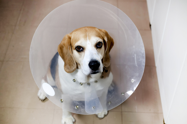エリザベスカラーをつけるビーグル