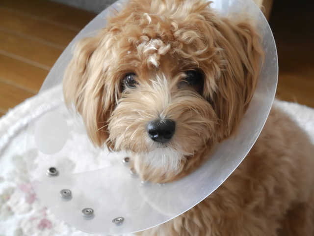 エリザベスカラーをつけるプードル