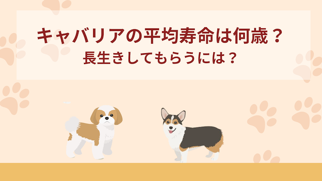 キャバリアの平均寿命は何歳？長生きしてもらうには？
