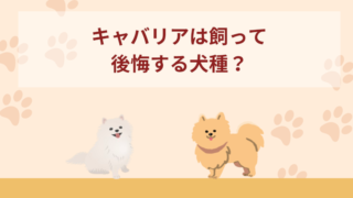 キャバリアは飼って後悔する犬種？飼うのは大変なの？デメリットは？