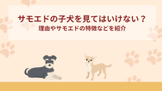 サモエドの子犬を見てはいけないのはなぜ？理由やサモエドの特徴などを紹介