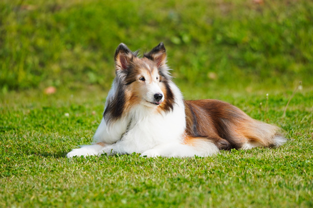 シェットランドシープドッグ