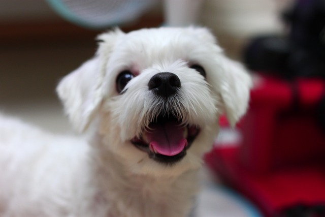 セラピードッグ