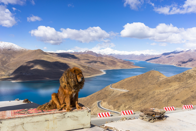 チベタンマスティフ