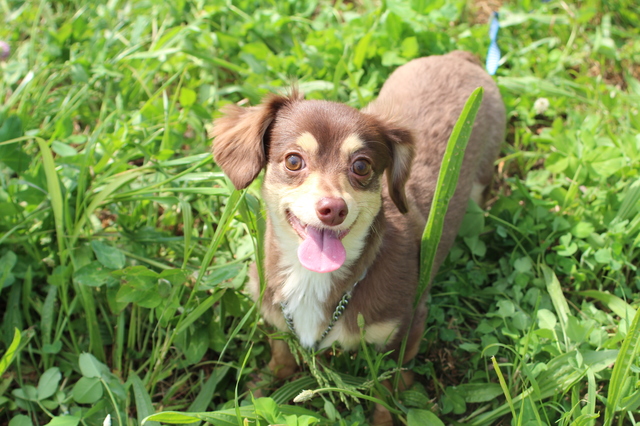 チワックスの成犬