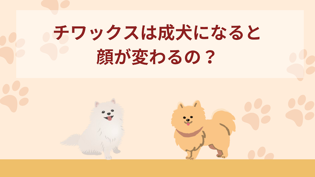 チワックスは成犬になると顔が変わるの？鼻はどっちに似る？