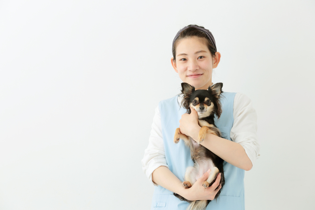 チワワを抱きかかえるスタッフ