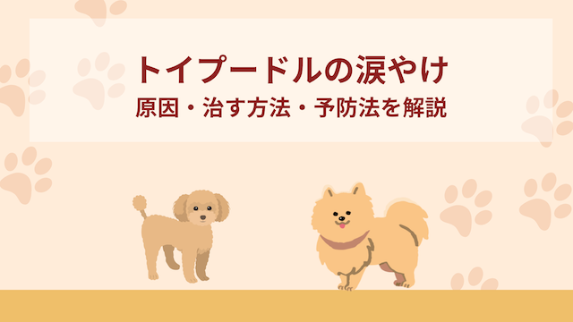 トイプ―ドルの涙やけの原因と治す方法！予防法も解説