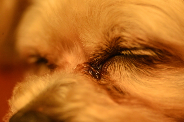 トイプードルの涙やけ